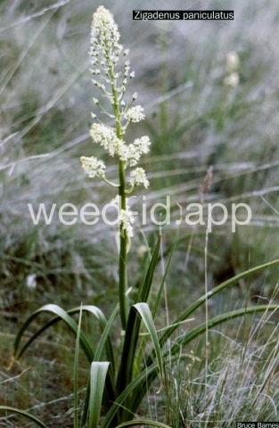 deathcamas, foothill
